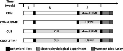 Low-Frequency Pulsed Magnetic Field Improves Depression-Like Behaviors and Cognitive Impairments in Depressive Rats Mainly via Modulating Synaptic Function